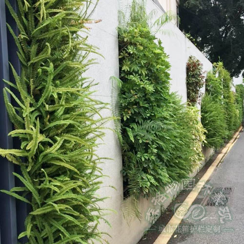 小區圍墻墻體垂直綠化