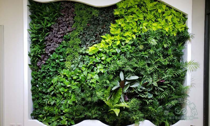 室內植物墻植物如何選擇