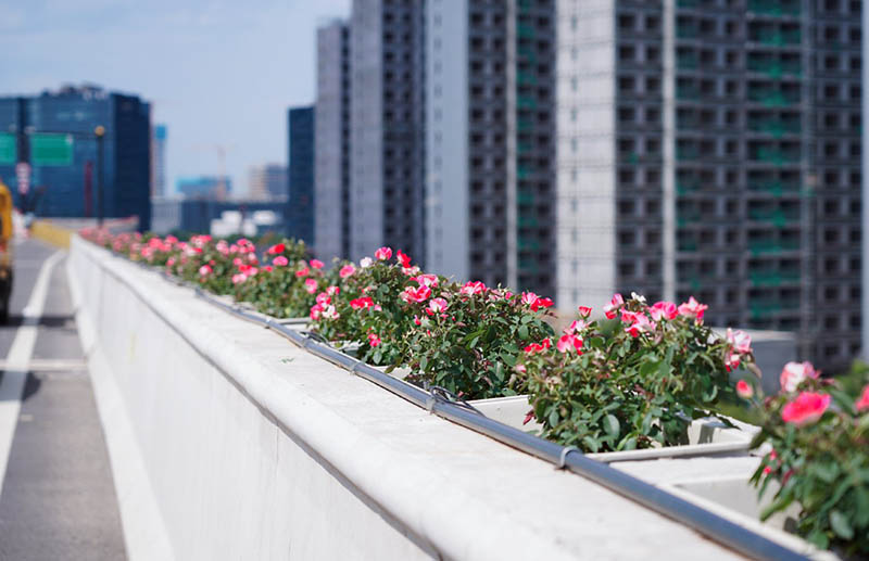 余杭運(yùn)溪高架路初綻放!獨(dú)有的浪漫‘高架花箱’已上線